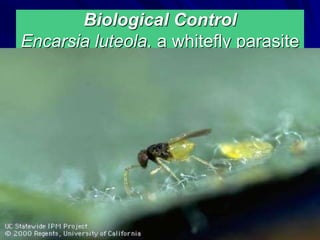 Biological Control
Encarsia luteola, a whitefly parasite
 