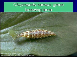 Chrysoperla carnea, green
lacewing larva
 