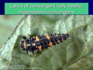 Larva of convergent lady beetle,
Hippodamia convergens
 