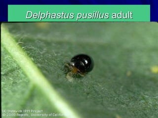 Delphastus pusillus adult
 