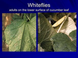 Whiteflies
adults on the lower surface of cucumber leaf
 