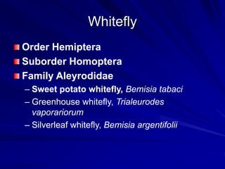 Whitefly
Order Hemiptera
Suborder Homoptera
Family Aleyrodidae
– Sweet potato whitefly, Bemisia tabaci
– Greenhouse whitefly, Trialeurodes
vaporariorum
– Silverleaf whitefly, Bemisia argentifolii
 
