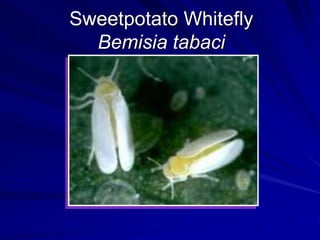 Sweetpotato Whitefly
Bemisia tabaci
 
