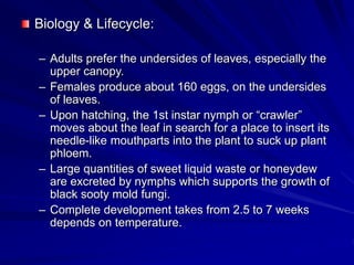 Biology & Lifecycle:
– Adults prefer the undersides of leaves, especially the
upper canopy.
– Females produce about 160 eggs, on the undersides
of leaves.
– Upon hatching, the 1st instar nymph or “crawler”
moves about the leaf in search for a place to insert its
needle-like mouthparts into the plant to suck up plant
phloem.
– Large quantities of sweet liquid waste or honeydew
are excreted by nymphs which supports the growth of
black sooty mold fungi.
– Complete development takes from 2.5 to 7 weeks
depends on temperature.
 