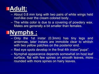 Adult:
– About 0.8 mm long with two pairs of white wings held
roof-like over the cream colored body .
– The white color is due to a covering of powdery wax.
Males are generally a bit smaller than females.
Nymphs :
– Only the 1st instar (0.3mm) has tiny legs and
antennae, later instars are immobile clear to whitish
with two yellow patches on the posterior end.
– Red eye spots develop in the final 4th instar/”pupa”.
– Nymphal appearance depends somewhat on host leaf
surface, flat with few spines on smooth leaves, more
rounded with more spines on hairy leaves.
 