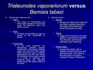 Trialeurodes vaporariorum versus
Bemisia tabaci
Trialeurodes vaporariorum :
– Adult :
The wings of Trialeurodes are
held nearly parallel to the leaf and
cover the abdomen when the
adult is at rest.
– Eggs:
Females occasionally lay eggs in
circles on the undersides of
leaves.
– Pupal stage:
is the most important for
determining whitefly species
identification. Greenhouse whitefly
pupae are oval and have vertical
sides, giving the pupa a cakelike
appearance from the side. Along
the perimeter of the upper surface
is a fringe of filaments and
relatively large wax filaments
project above the upper surface of
the body.
Bemisia tabaci :
– Adults:
Wings are held at the sides of
the body, partially exposing
the back of the abdomen
when the adult is at rest.
– Eggs:
Eggs are not laid in a circular
pattern, are partially inserted
into the leaf, and remain
yellowish until hatching.
– Pupal stage :
pupae are ovoid, with a
slightly pointed hind end and
red eye spots. The pupa is
flat and does not have a
marginal fringe of filaments.
 