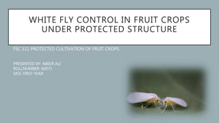 WHITE FLY CONTROL IN FRUIT CROPS
UNDER PROTECTED STRUCTURE
FSC 511 PROTECTED CULTIVATION OF FRUIT CROPS
PRESENTED BY: ABEER ALI
ROLLNUMBER: 60071
MSC FIRST YEAR
 