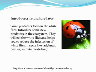Introduce a natural predator
Some predators feed on the white
flies. Introduce some new
predators in the ecosystem. They
will eat the white flies and helps
you to reduce the infestation of
white flies. Insects like ladybugs,
beetles, minute pirate bug.
http://www.pestremove.com/white-fly-control-methods/
 