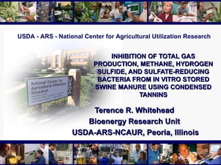USDA - ARS - National Center for Agricultural Utilization Research
INHIBITION OF TOTAL GASINHIBITION OF TOTAL GAS
PRODUCTION, METHANE, HYDROGENPRODUCTION, METHANE, HYDROGEN
SULFIDE, AND SULFATE-REDUCINGSULFIDE, AND SULFATE-REDUCING
BACTERIA FROM IN VITRO STOREDBACTERIA FROM IN VITRO STORED
SWINE MANURE USING CONDENSEDSWINE MANURE USING CONDENSED
TANNINSTANNINS
Terence R. WhiteheadTerence R. Whitehead
Bioenergy Research UnitBioenergy Research Unit
USDA-ARS-NCAUR, Peoria, IllinoisUSDA-ARS-NCAUR, Peoria, Illinois
 