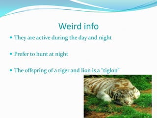 Weird info
 They are active during the day and night


 Prefer to hunt at night


 The offspring of a tiger and lion is a “tiglon”
 