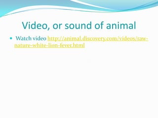 Video, or sound of animal
 Watch video http://animal.discovery.com/videos/raw-
 nature-white-lion-fever.html
 