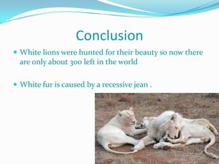 Conclusion
 White lions were hunted for their beauty so now there
  are only about 300 left in the world

 White fur is caused by a recessive jean .
 