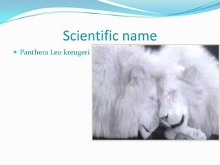 Scientific name
 Panthera Leo kreugeri
 