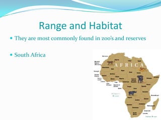 Range and Habitat
 They are most commonly found in zoo’s and reserves


 South Africa
 