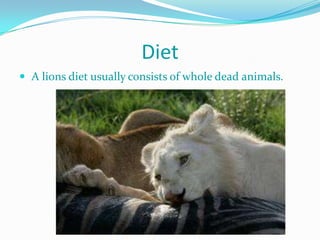Diet
 A lions diet usually consists of whole dead animals.
 