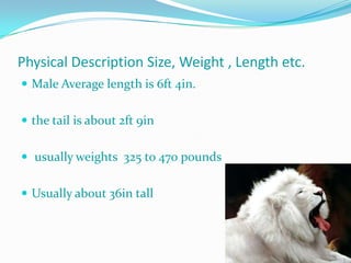 Physical Description Size, Weight , Length etc.
 Male Average length is 6ft 4in.


 the tail is about 2ft 9in


 usually weights 325 to 470 pounds


 Usually about 36in tall
 