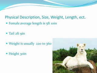 Physical Description, Size, Weight, Length, ect.
 Female average length is 5ft 10in


 Tail 2ft 9in


 Weight is usually 220 to 360


 Height 30in
 