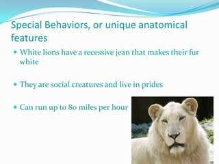 Special Behaviors, or unique anatomical
features
 White lions have a recessive jean that makes their fur
  white

 They are social creatures and live in prides


 Can run up to 80 miles per hour
 