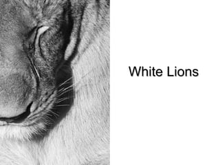 White Lions
 