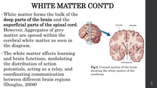 THE ANATOMY OF WHITE MATTER AND ITS ANORMALIES.pptx
