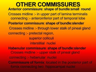 White matter of cerebral hemisphere corpus callosum | PDF