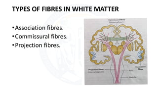 White matter of cerebrum.pdf brain cerebrum | PDF