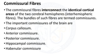 White matter of cerebrum.pdf brain cerebrum | PDF