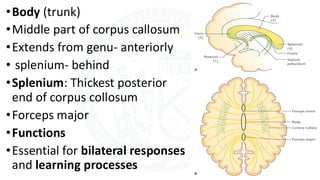 Splenum White matter of cerebrum.pdf brain cerebrum | PDF