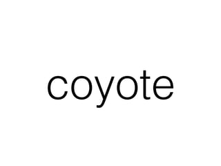 coyote
 