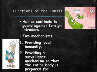 Functions of the Tonsil
▪ Act as sentinels to
guard against foreign
intruders.
▪ Two mechanisms:
1. Providing local
immunity.
2. Providing a
surveillance
mechanism so that
the entire body is
prepared for
 