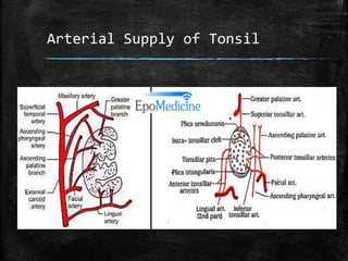 Arterial Supply of Tonsil
 