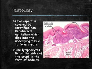 Histology
Oral aspect is
covered by
stratified non
keratinized
epithelium which
dips into the
underlying tissue
to form crypts.
The lymphocytes
lie on the sides of
the crypt in the
form of nodules.
 
