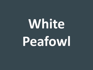 White
Peafowl
 