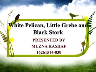 White Pelican, Little Grebe and
Black Stork
PRESENTED BY
MUZNA KASHAF
16261514-030
 