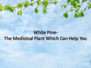 White Pine-
The Medicinal Plant Which Can Help You
 