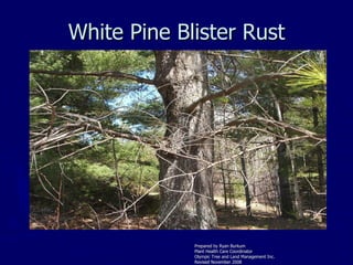 White Pine Blister Rust ,[object Object],[object Object],[object Object],[object Object]