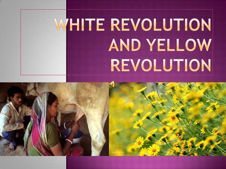 White revolution and yellow revolution1