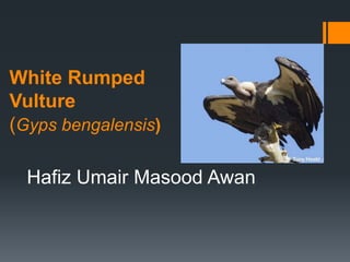 White Rumped
Vulture
(Gyps bengalensis)
Hafiz Umair Masood Awan

 