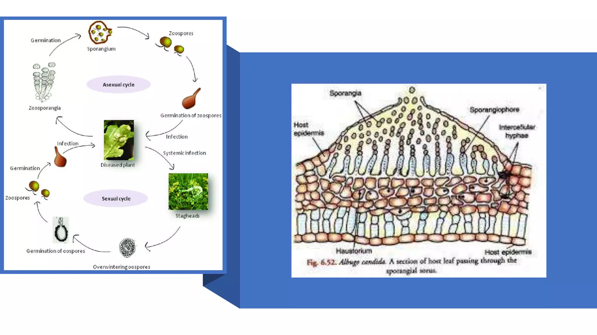 White rust disease of crucifers | PPTX