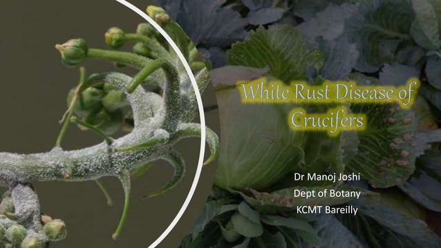 White rust disease of crucifers | PPTX | Gardening | Home & Garden