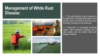 White rust disease of crucifers | PPTX