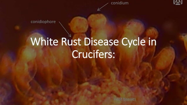 White rust disease of crucifers | PPTX | Gardening | Home & Garden
