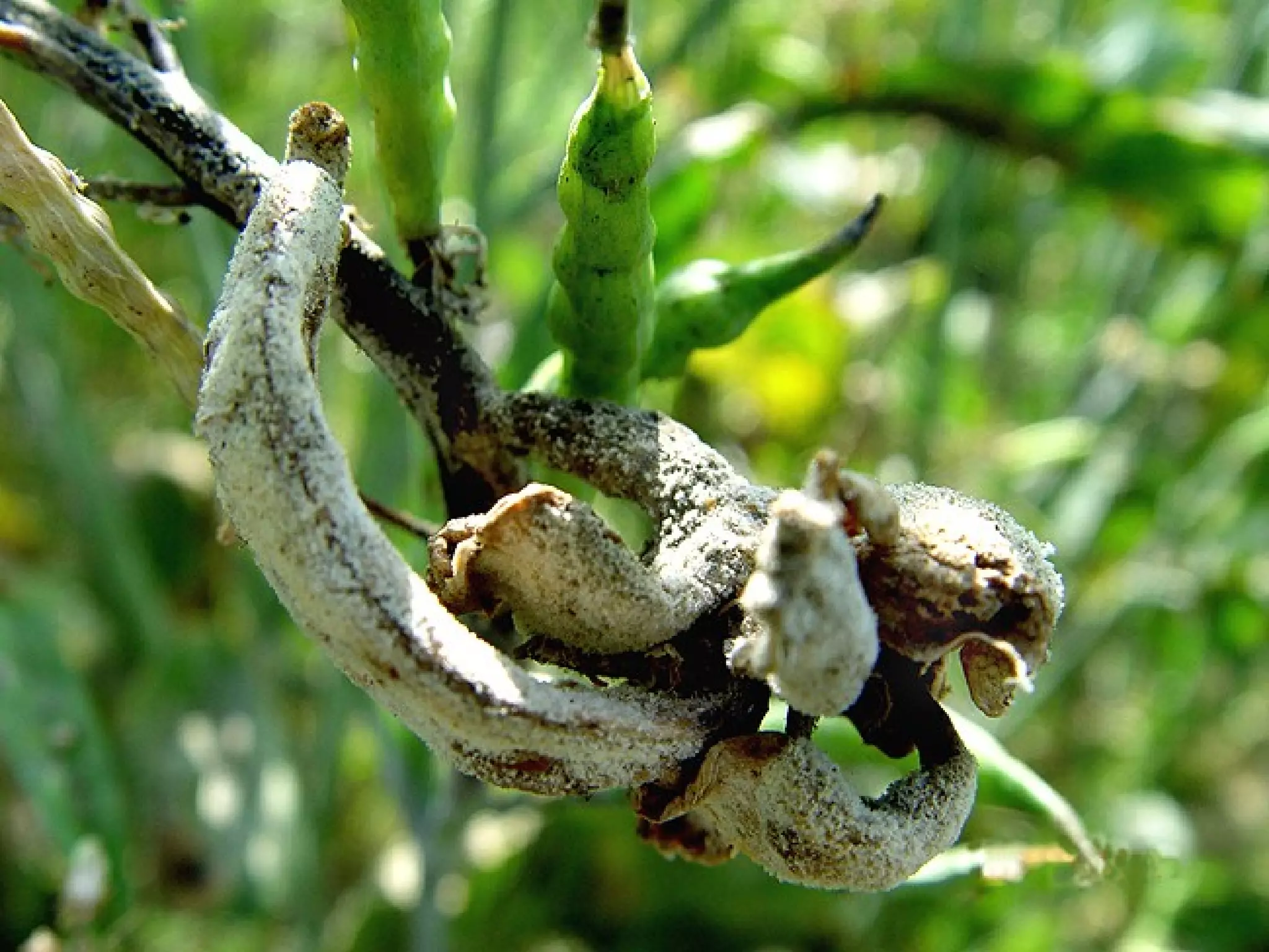 White rust of crucifers | PPT