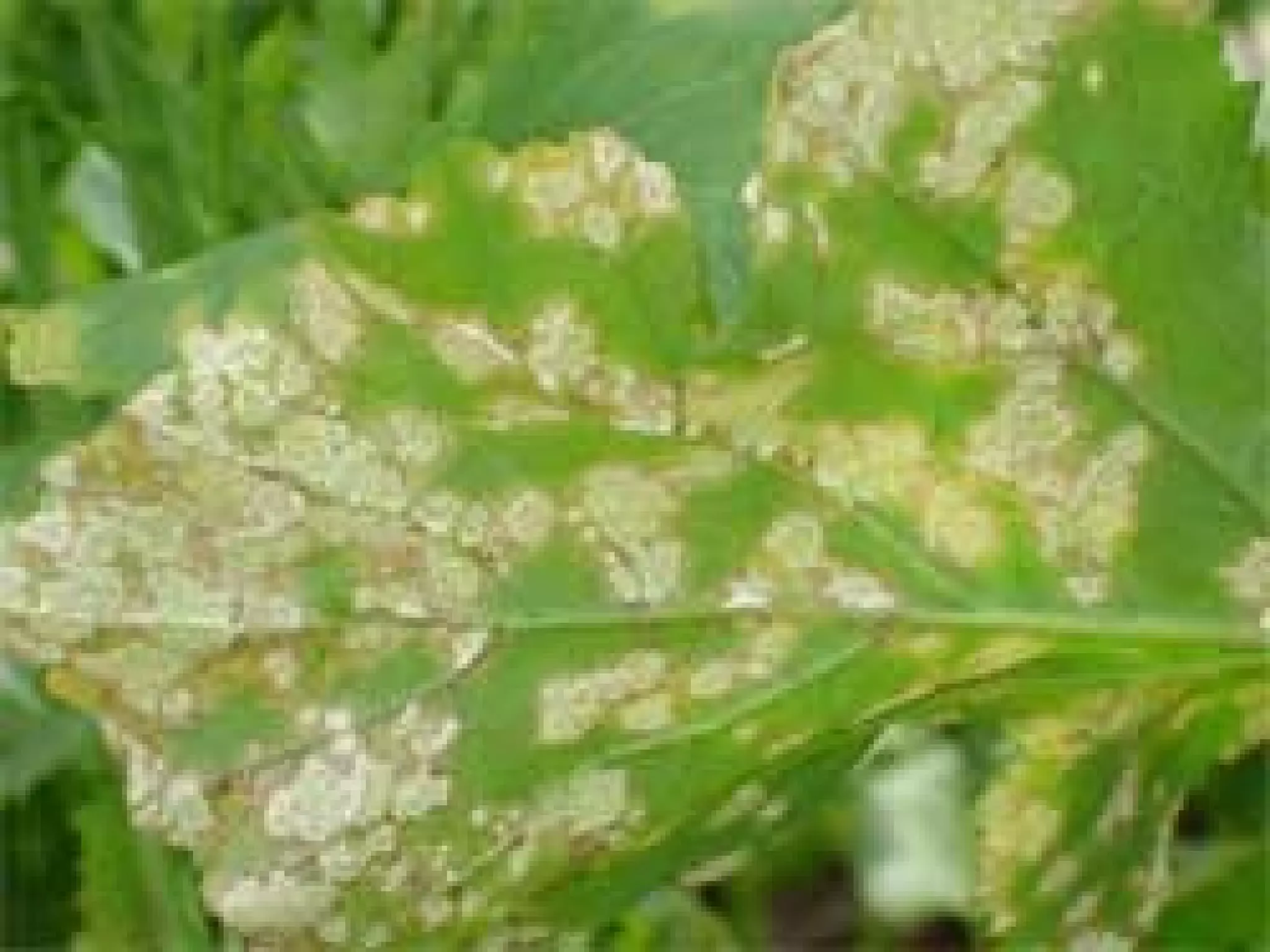 White rust of crucifers | PPT