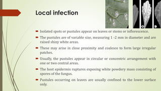 White rust of crucifers | PDF