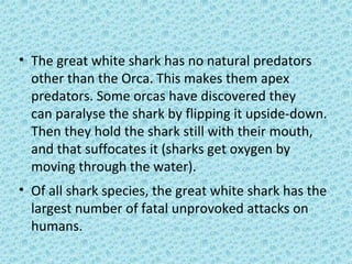 • The great white shark has no natural predators
other than the Orca. This makes them apex
predators. Some orcas have discovered they
can paralyse the shark by flipping it upside-down.
Then they hold the shark still with their mouth,
and that suffocates it (sharks get oxygen by
moving through the water).
• Of all shark species, the great white shark has the
largest number of fatal unprovoked attacks on
humans.
 