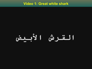 Video 1: Great white shark




          White Shark        12
 
