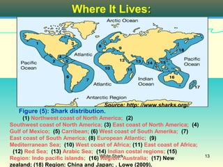 Where It Lives:




                                   Source: http: //www.sharks.org/
   Figure (5): Shark distribution.
     (1) Northwest coast of North America; (2)
Southwest coast of North America; (3) East coast of North America; (4)
Gulf of Mexico; (5) Carribean; (6) West coast of South Amerika; (7)
East coast of South America; (8) European Atlantic; (9)
Mediterranean Sea; (10) West coast of Africa; (11) East coast of Africa;
 (12) Red Sea; (13) Arabic Sea; (14) Indian costal regions; (15)
Region: Indo pacific islands; (16) White SharkAustralia; (17) New
                                   Region:                                 13

zealand; (18) Region: China and Japan; . Lowe (2009).
 
