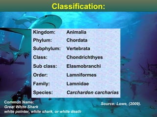 Classification:


                Kingdom:           Animalia
                Phylum:            Chordata
                Subphylum:         Vertebrata
                Class:             Chondrichthyes
                Sub class:         Elasmobranchi
                Order:             Lamniformes
                Family:            Lamnidae
                Species:           Carchardon carcharias
Common Name:                                      Source: Lowe, (2009).
Great White Shark
                                    White Shark                           3
white pointer, white shark, or white death
 