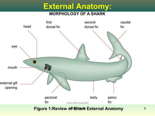 External Anatomy:




Figure 1:Review of Shark External Anatomy
                White Shark                 5
 